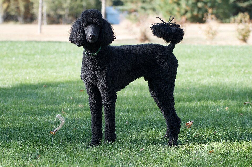 Poodle outdoors, shown as a breed example